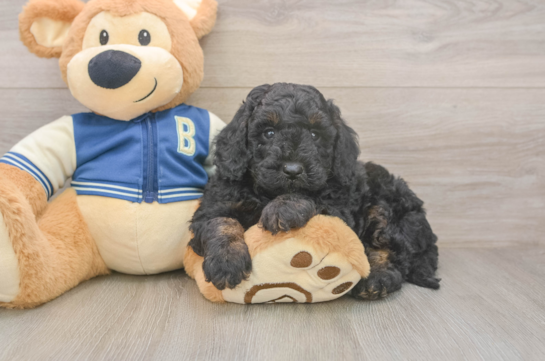 Sweet Mini Bernedoodle Baby