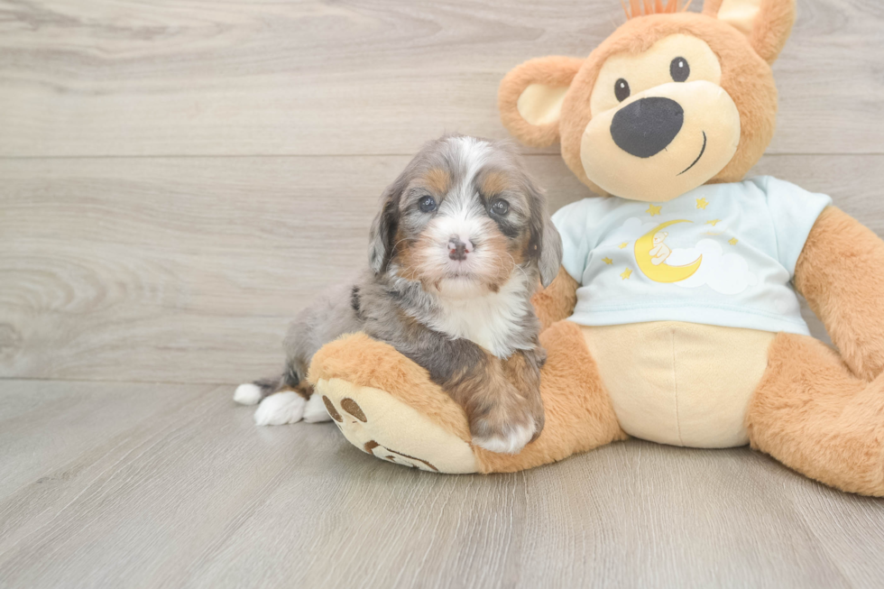 Meet Luka - our Mini Bernedoodle Puppy Photo  1/3 - Premier Pups Mini Bernedoodle Pup Being Cute