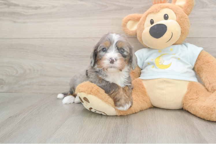 Meet Luka - our Mini Bernedoodle Puppy Photo  1/3 - Premier Pups Mini Bernedoodle Pup Being Cute