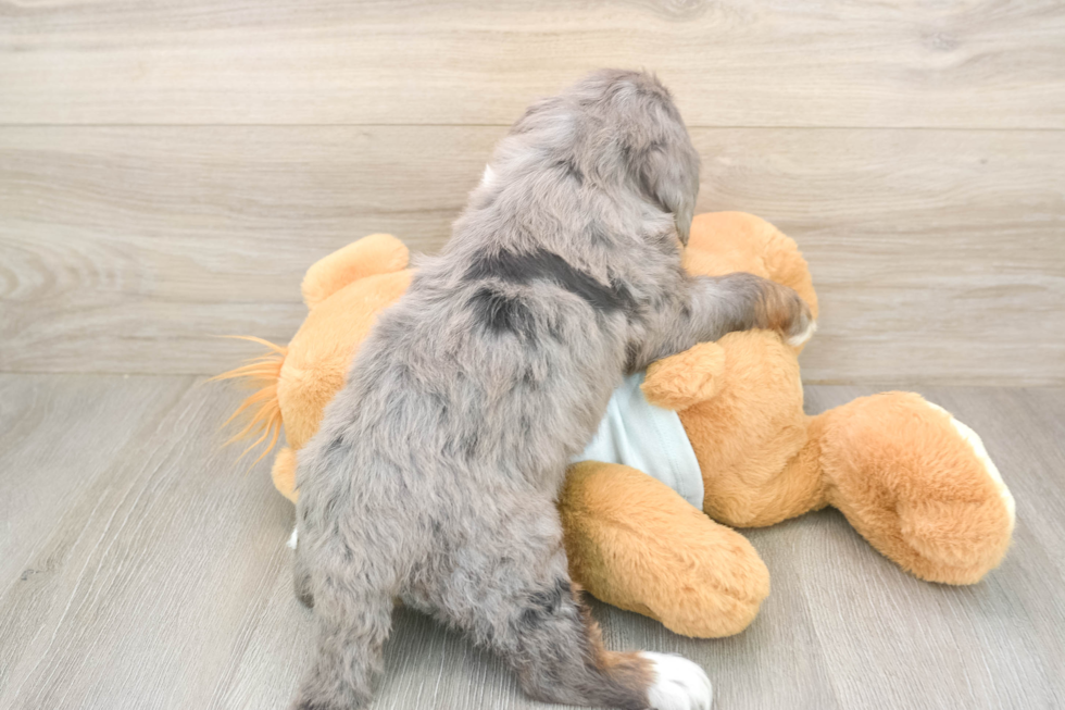 Meet Luka - our Mini Bernedoodle Puppy Photo  3/3 - Premier Pups Best Mini Bernedoodle Baby