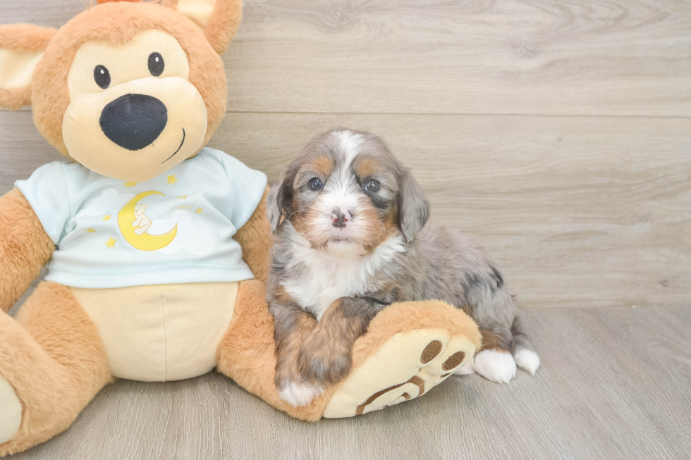 Meet Luka - our Mini Bernedoodle Puppy Photo  2/3 - Premier Pups Cute Mini Bernedoodle Baby