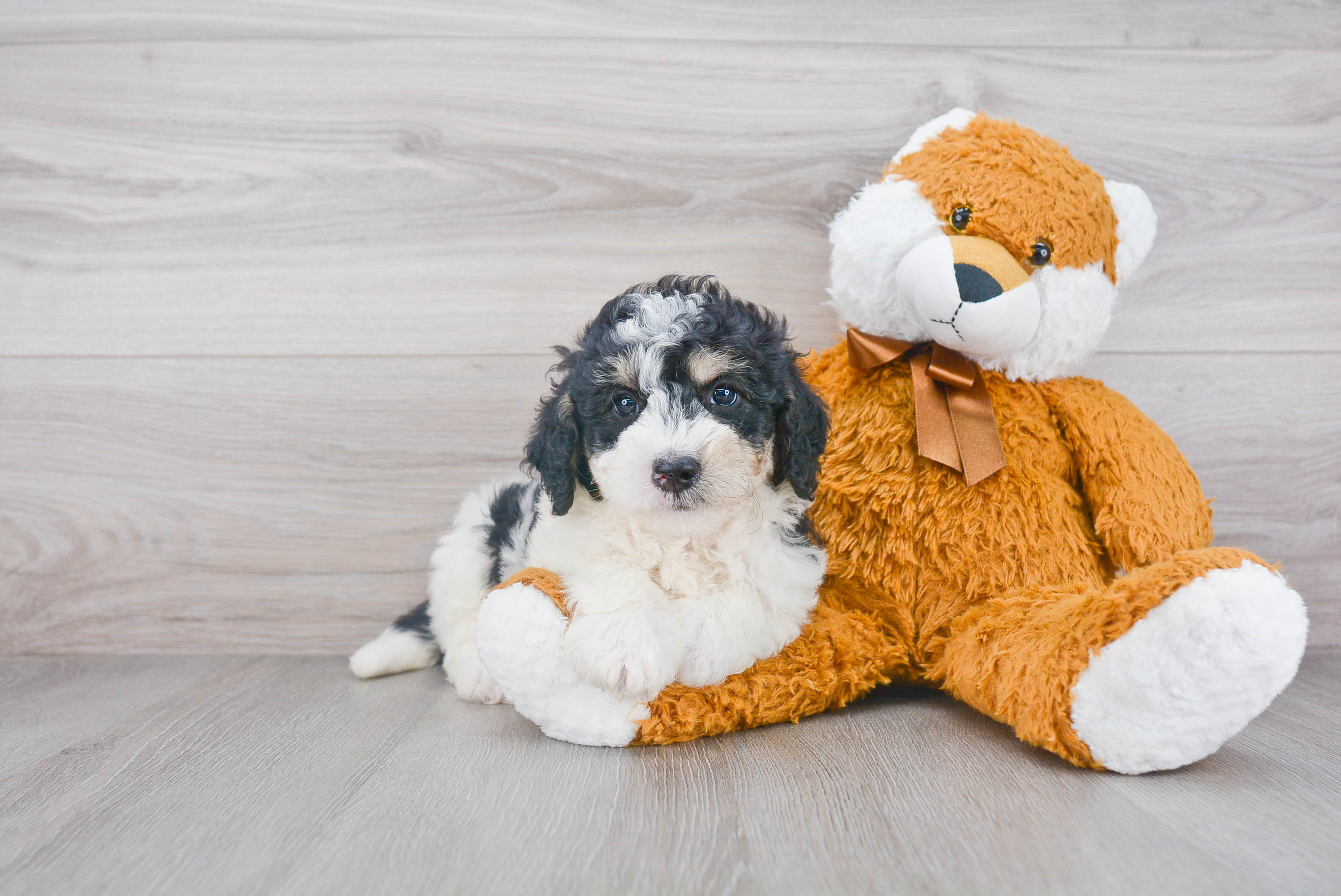 Mini Bernedoodle Puppy for Adoption