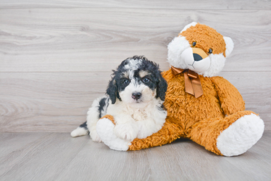 Mini Bernedoodle Puppy for Adoption