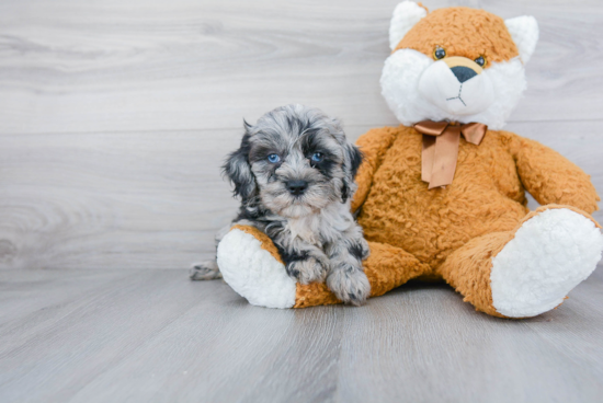 Mini Bernedoodle Puppy for Adoption