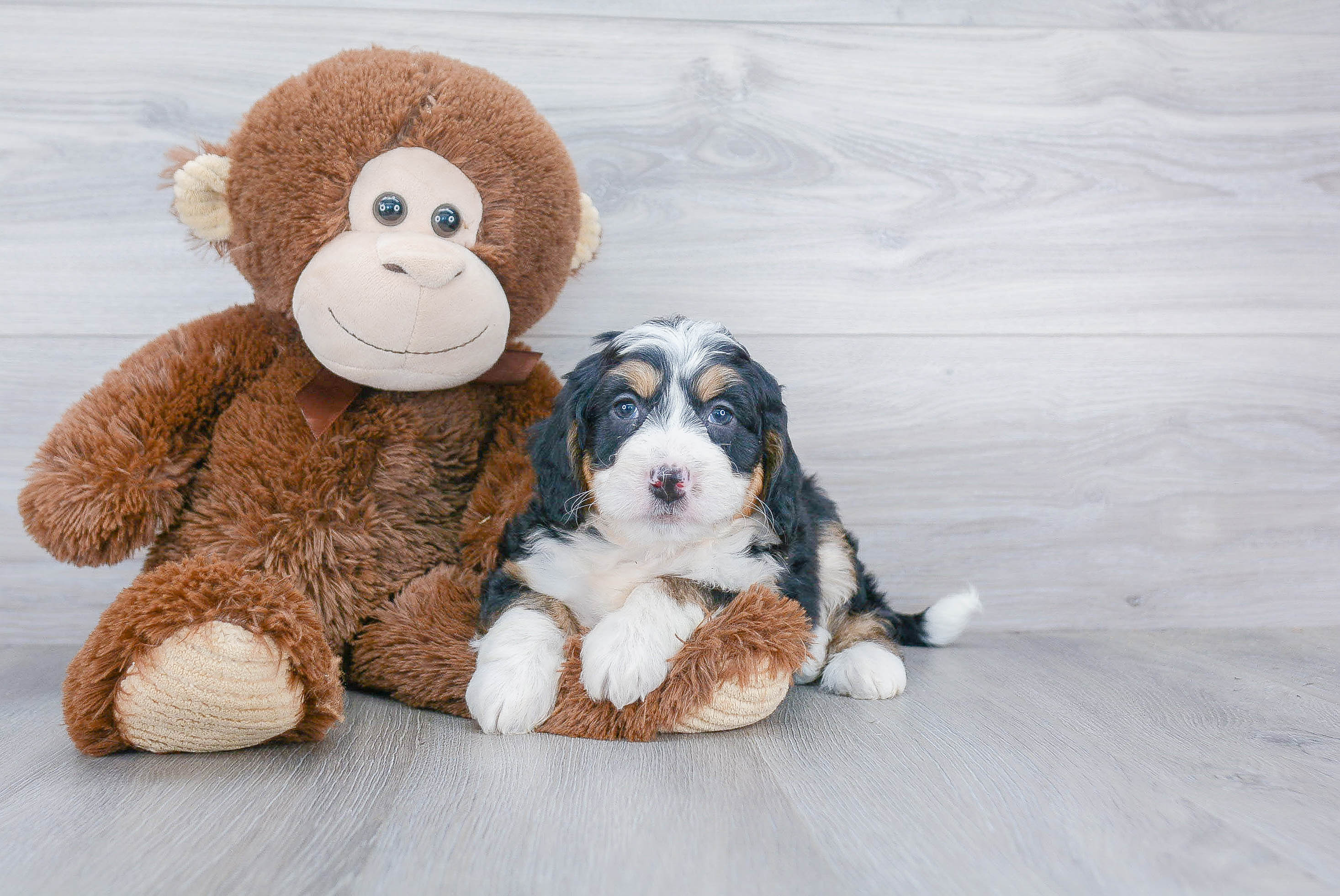 Mini Bernedoodle Pup Being Cute