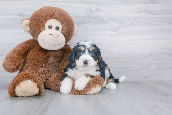 Mini Bernedoodle Pup Being Cute