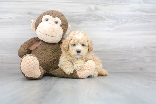 Mini Bernedoodle Puppy for Adoption