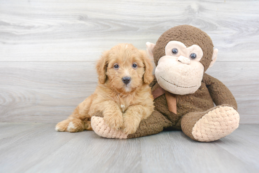 Fluffy Mini Bernedoodle Poodle Mix Pup