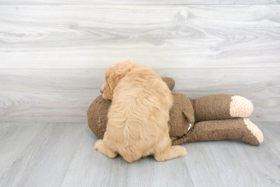 Mini Bernedoodle Pup Being Cute