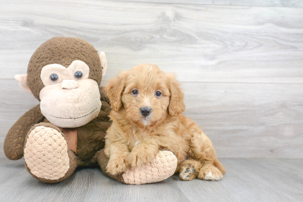 Best Mini Bernedoodle Baby