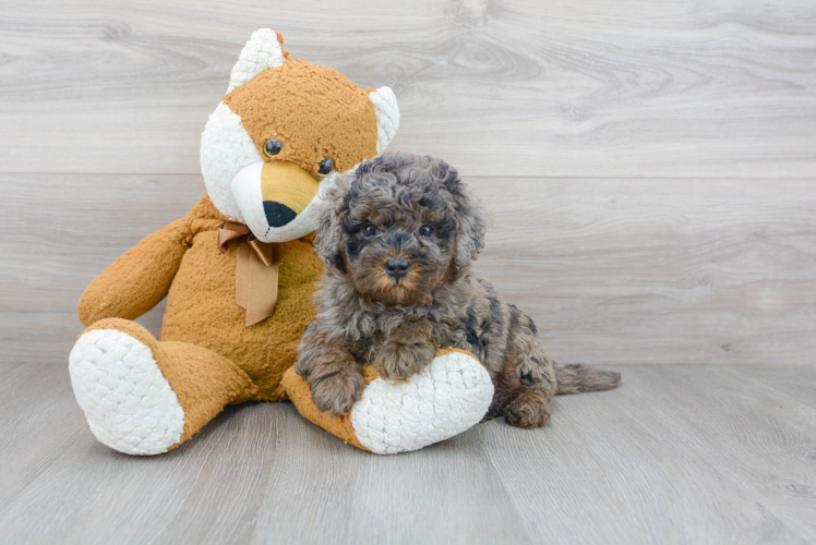 Best Mini Bernedoodle Baby