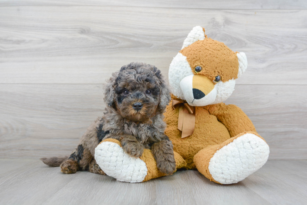 Best Mini Bernedoodle Baby