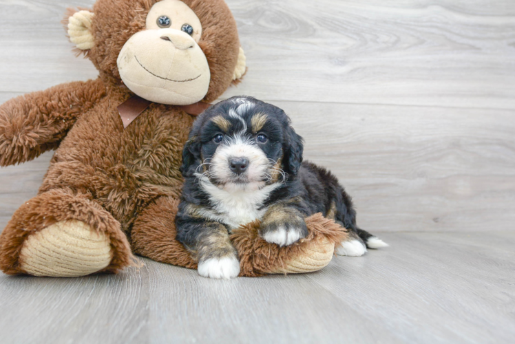 Cute Mini Bernedoodle Baby