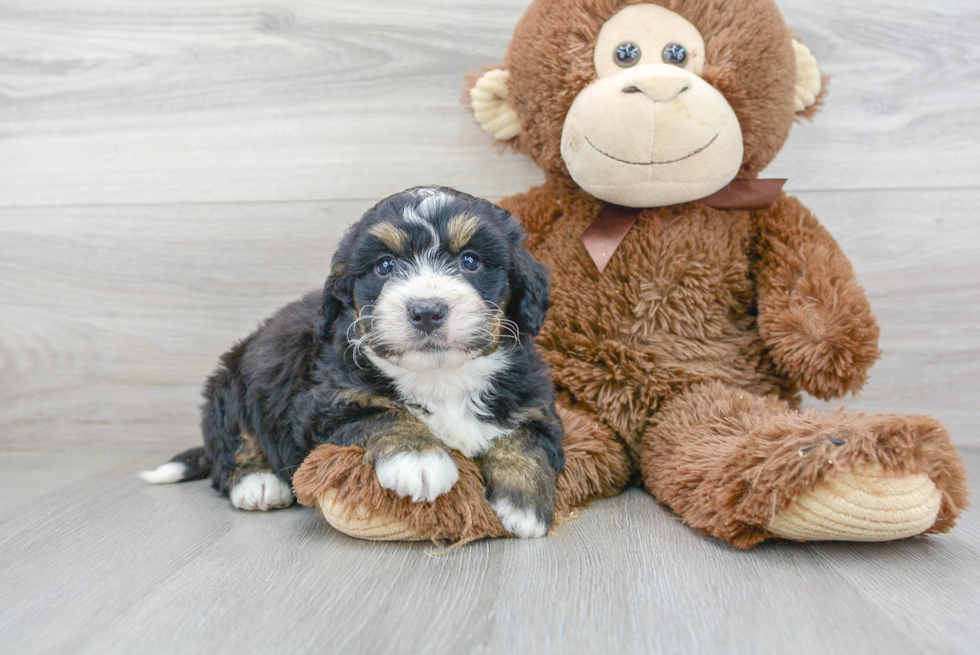 Small Mini Bernedoodle Baby