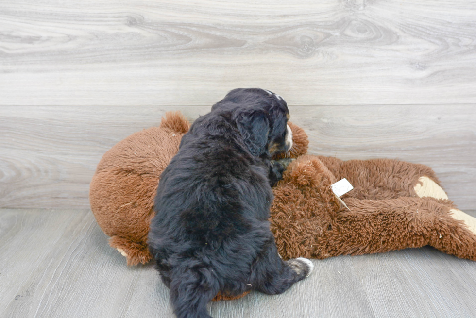 Petite Mini Bernedoodle Poodle Mix Pup