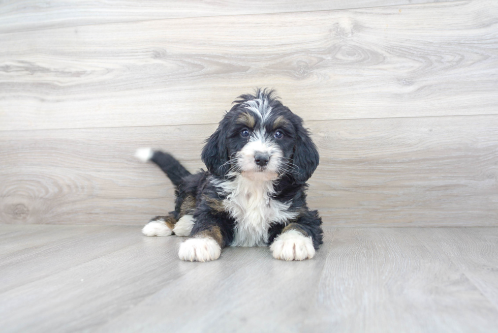 Mini Bernedoodle Puppy for Adoption