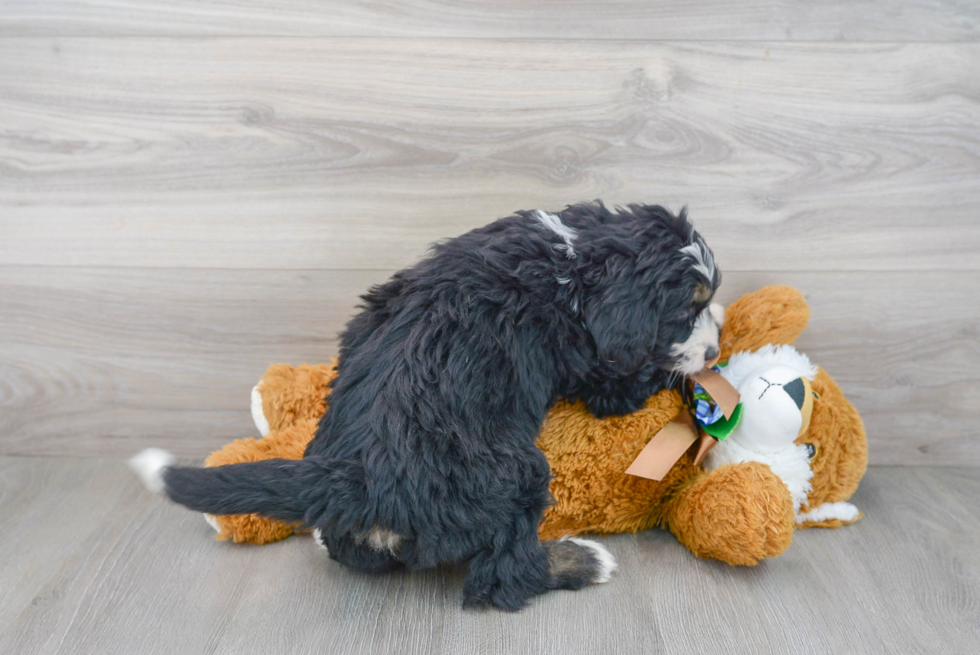 Smart Mini Bernedoodle Poodle Mix Pup