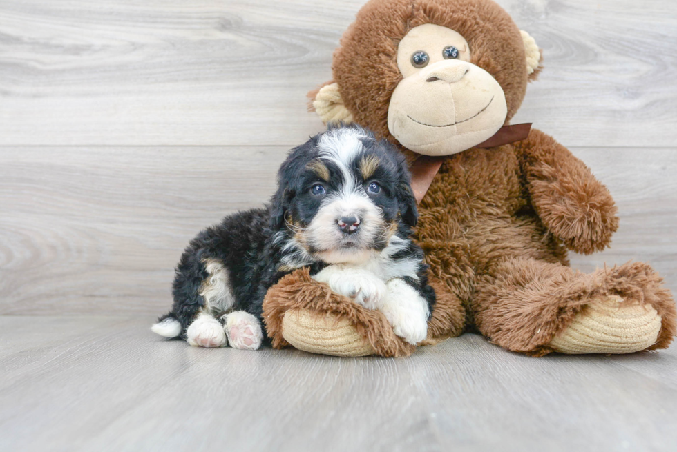 Mini Bernedoodle Pup Being Cute