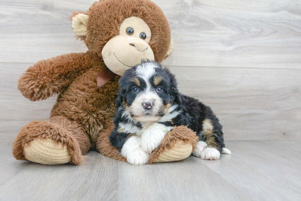 Popular Mini Bernedoodle Poodle Mix Pup