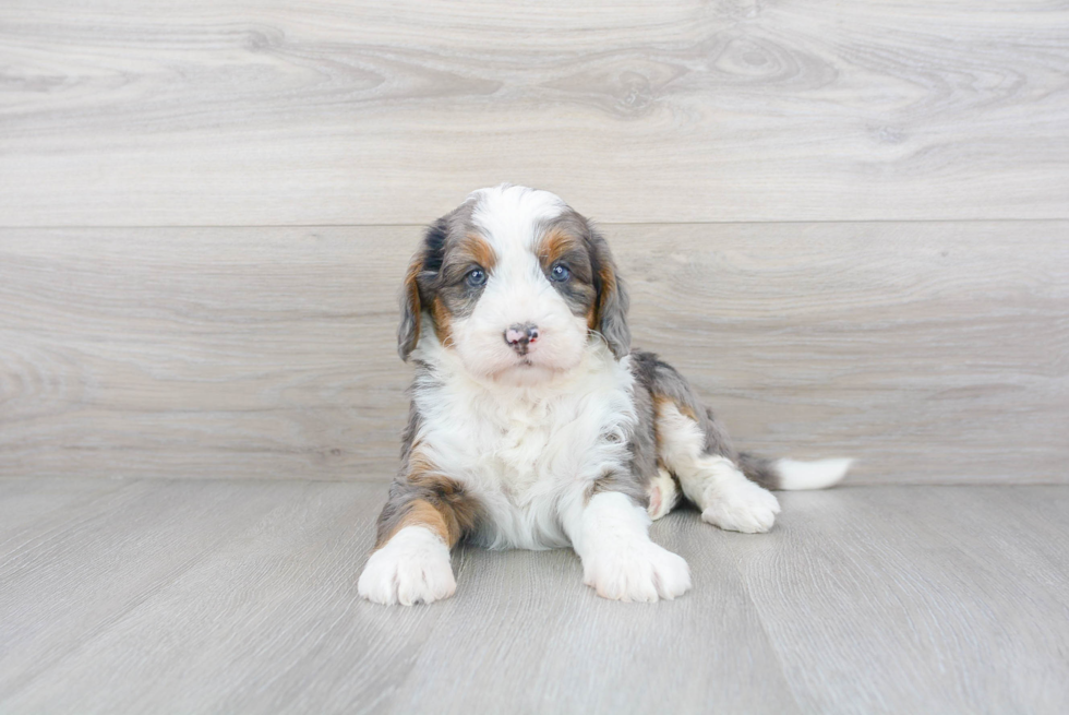 Best Mini Bernedoodle Baby