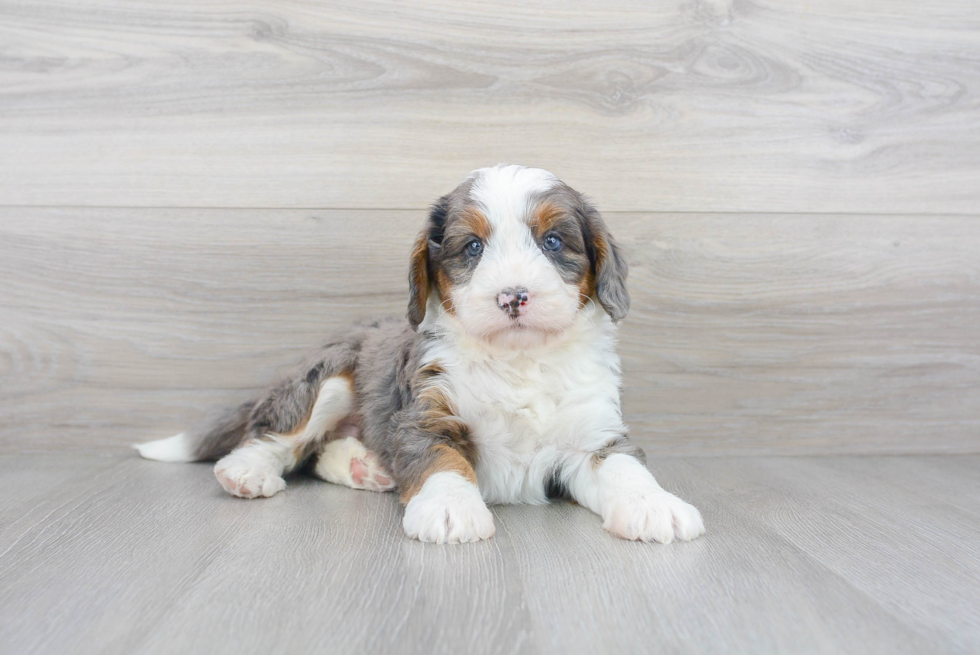 Mini Bernedoodle Pup Being Cute