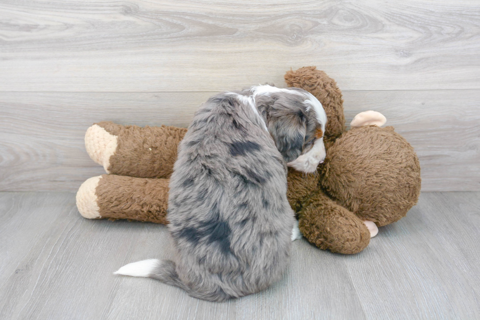 Smart Mini Bernedoodle Poodle Mix Pup