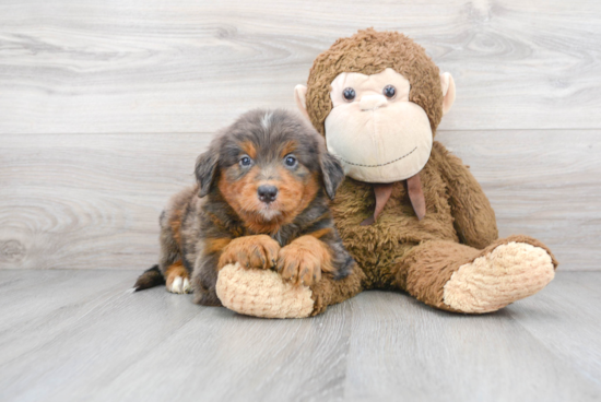 Mini Bernedoodle Pup Being Cute