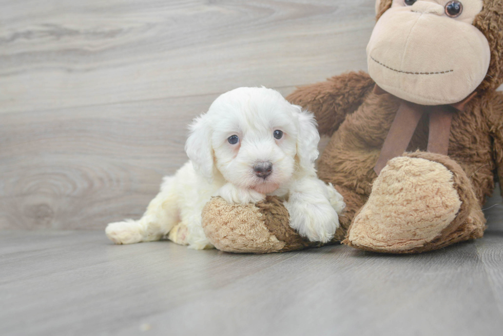 Energetic Mini Berniedoodle Poodle Mix Puppy