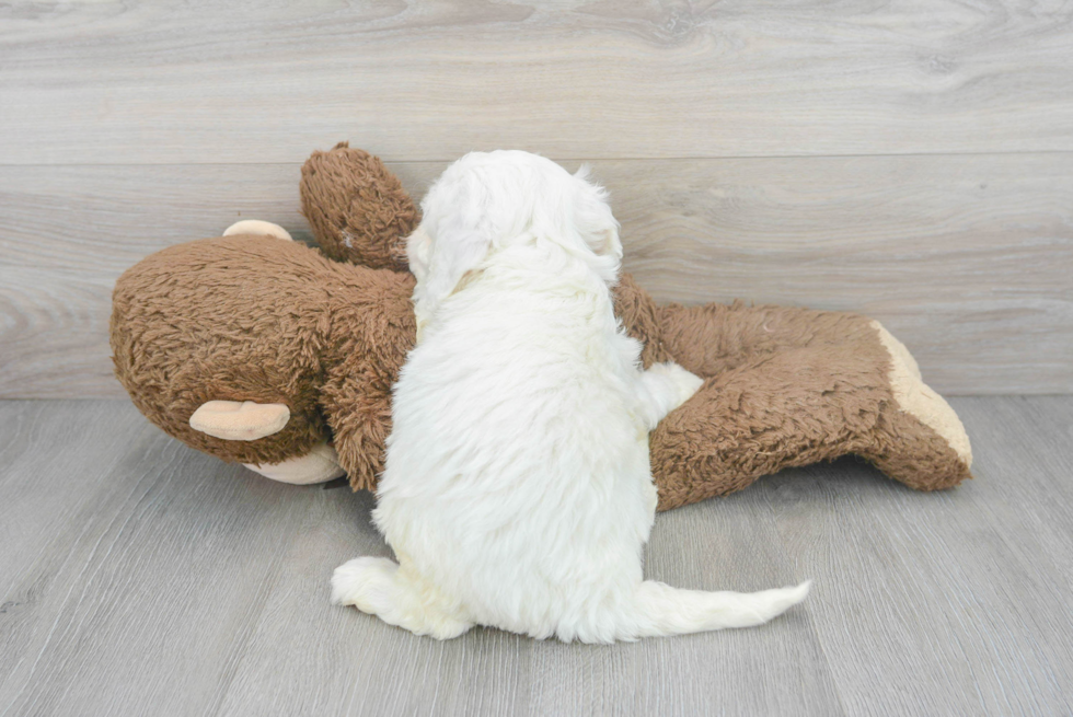 Small Mini Bernedoodle Baby