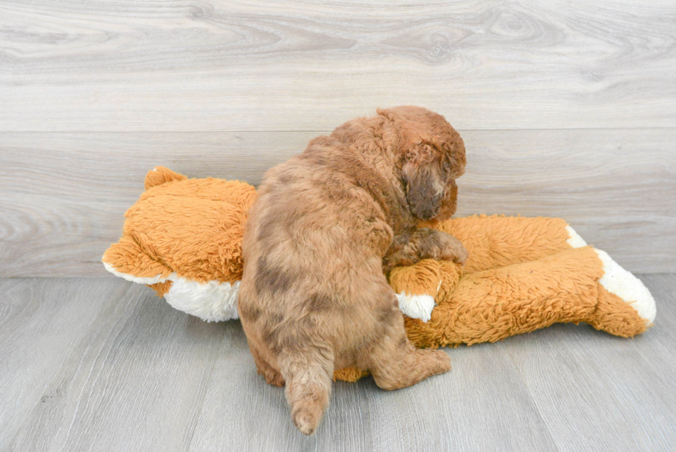 Mini Bernedoodle Pup Being Cute