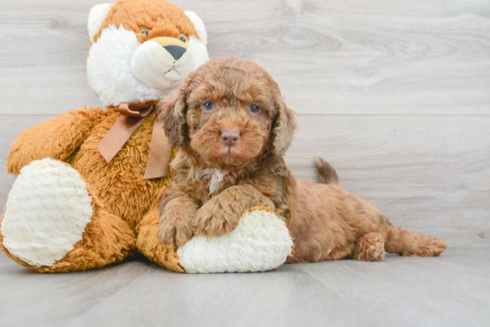 Funny Mini Bernedoodle Poodle Mix Pup