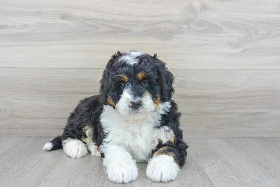 Mini Bernedoodle Puppy for Adoption