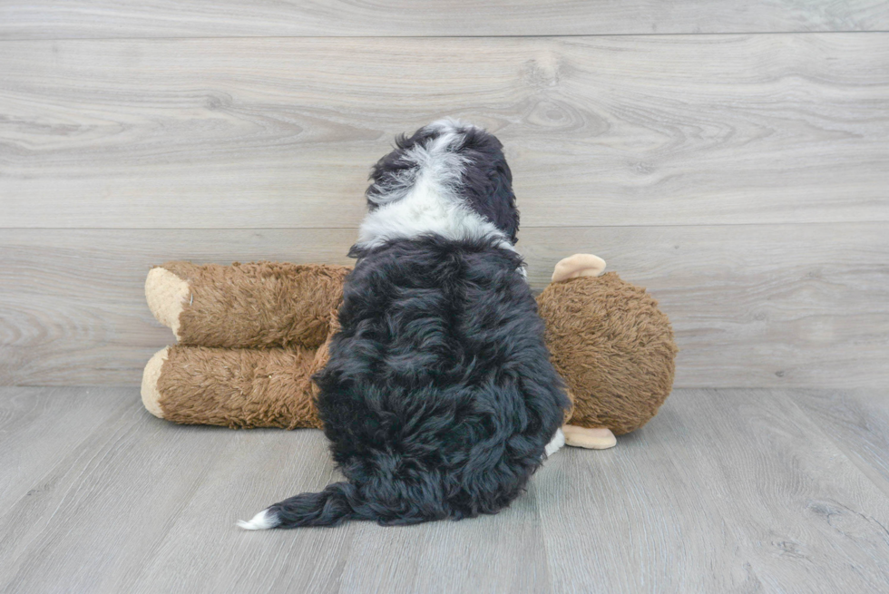 Fluffy Mini Bernedoodle Poodle Mix Pup