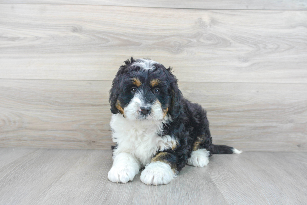 Sweet Mini Bernedoodle Baby