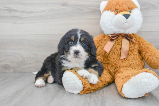 Small Mini Bernedoodle Baby