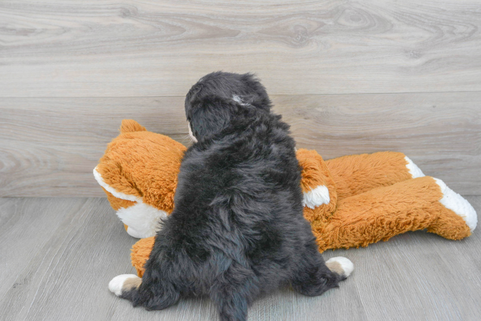 Mini Bernedoodle Pup Being Cute