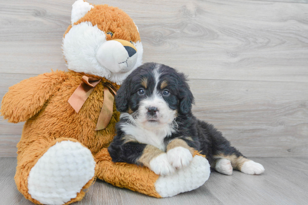 Mini Bernedoodle Pup Being Cute