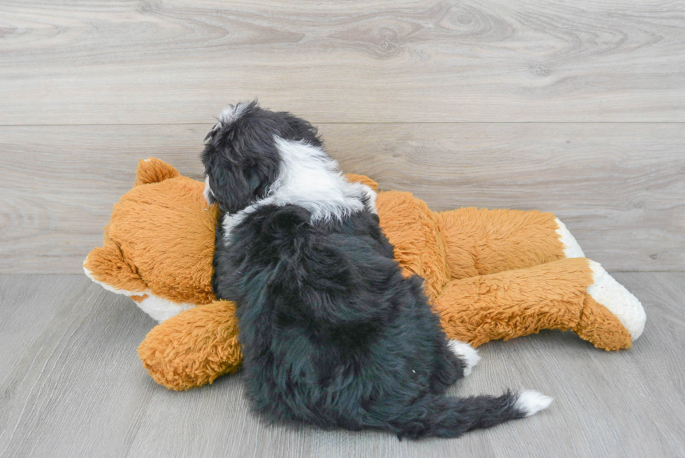 Little Mini Berniedoodle Poodle Mix Puppy