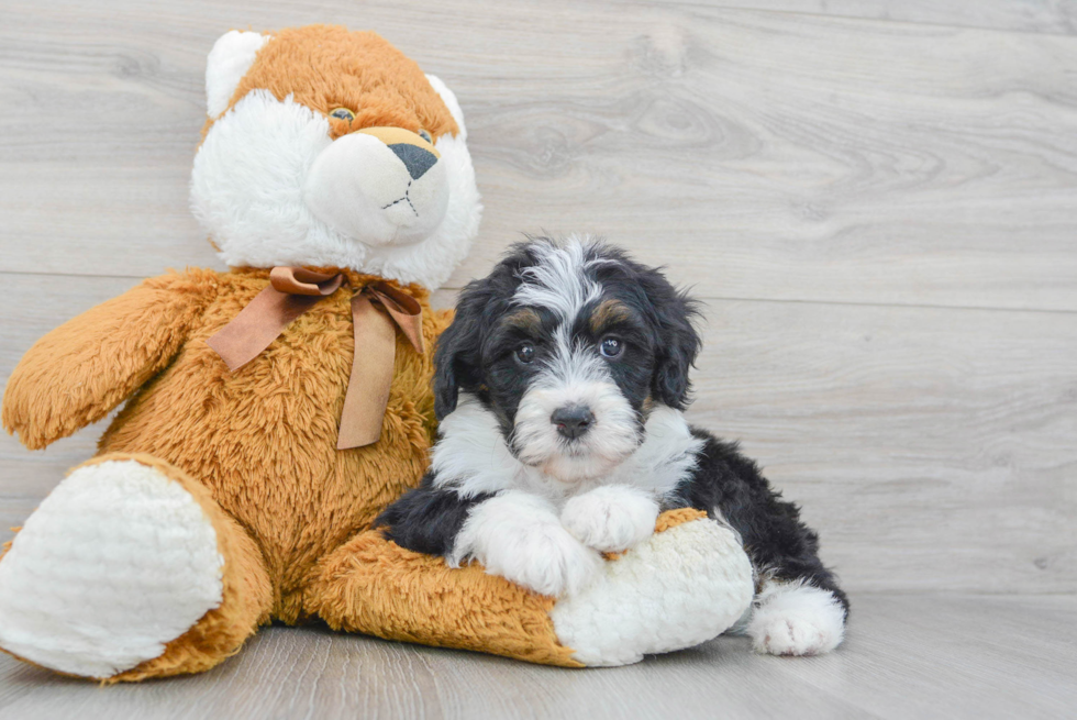 Mini Bernedoodle Puppy for Adoption