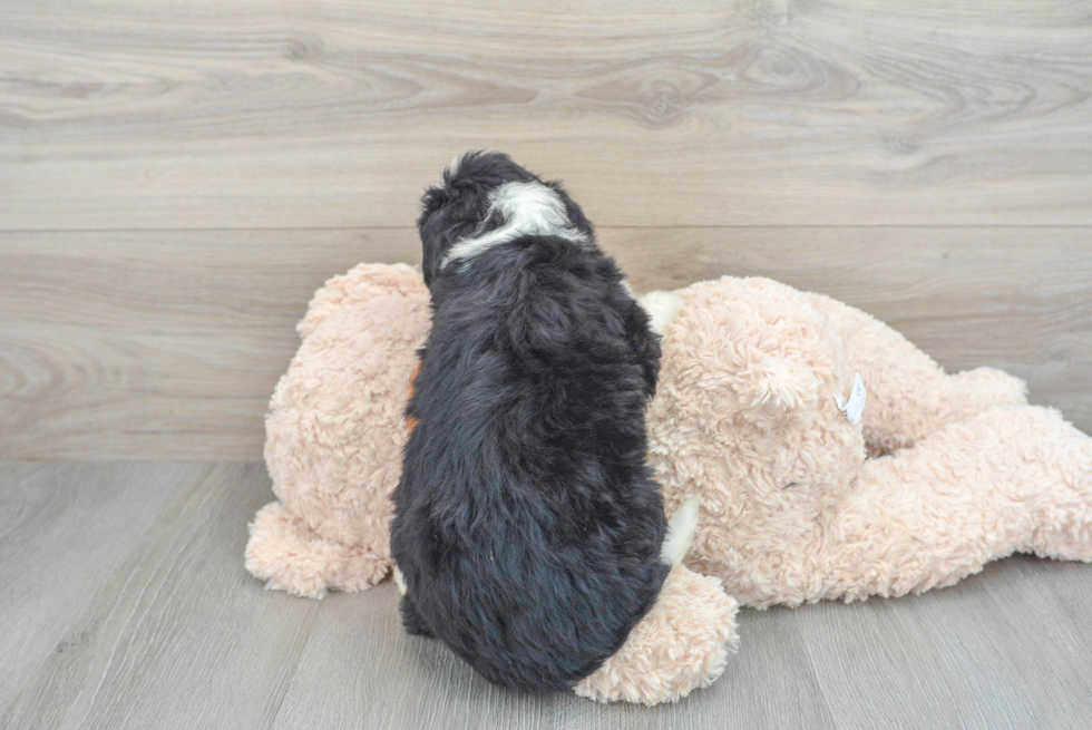 Adorable Mini Berniedoodle Poodle Mix Puppy