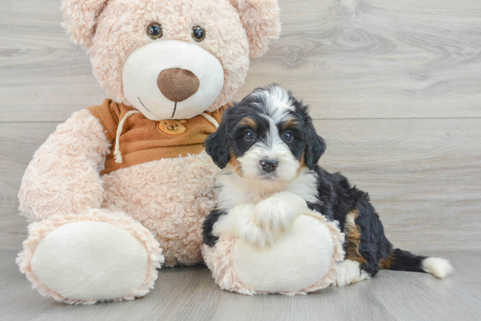 Best Mini Bernedoodle Baby