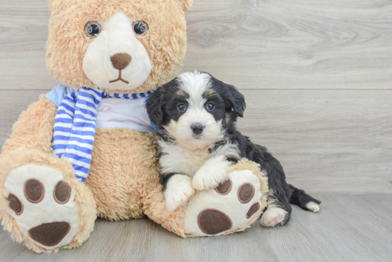 Mini Bernedoodle Puppy for Adoption