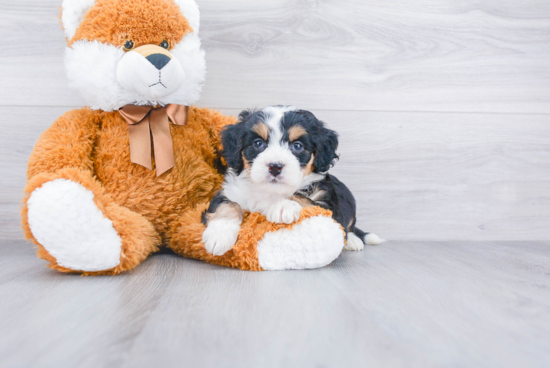 Happy Mini Bernedoodle Baby