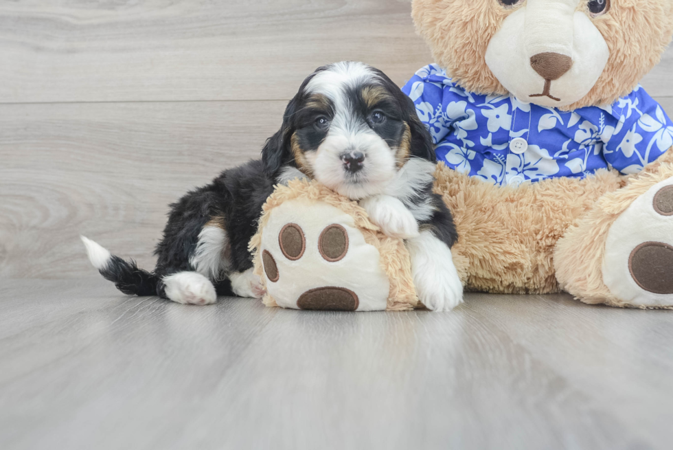 Petite Mini Bernedoodle Poodle Mix Pup