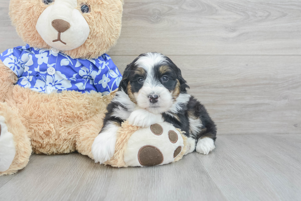 Mini Bernedoodle Pup Being Cute