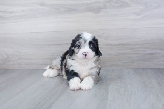 Mini Bernedoodle Pup Being Cute