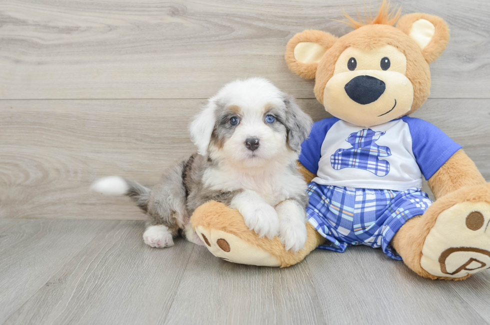 6 week old Mini Bernedoodle Puppy For Sale - Premier Pups