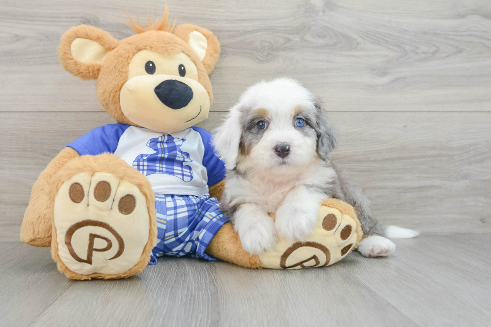 Popular Mini Bernedoodle Poodle Mix Pup