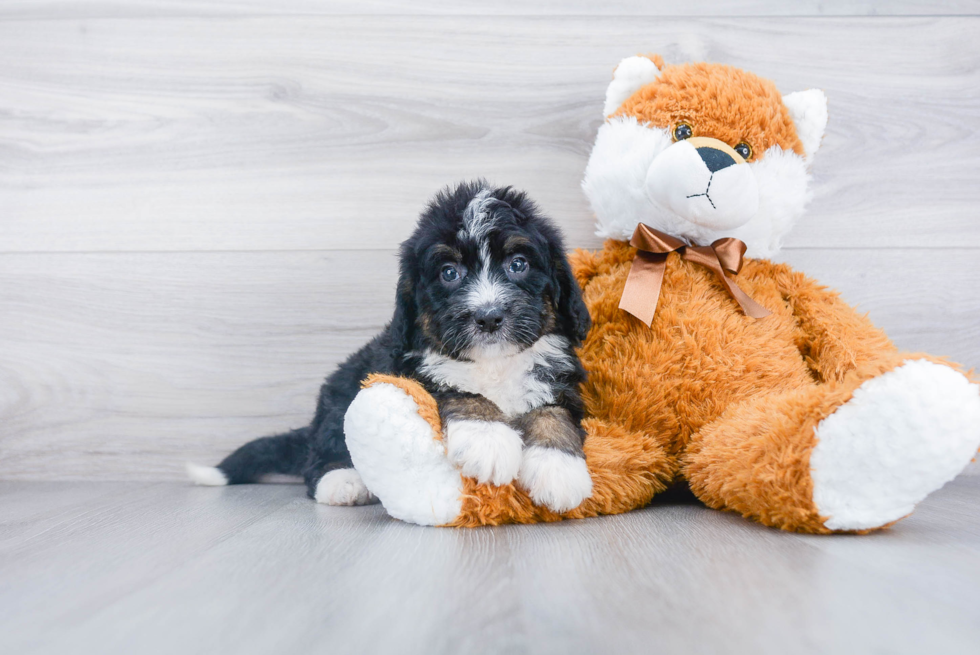 Best Mini Bernedoodle Baby