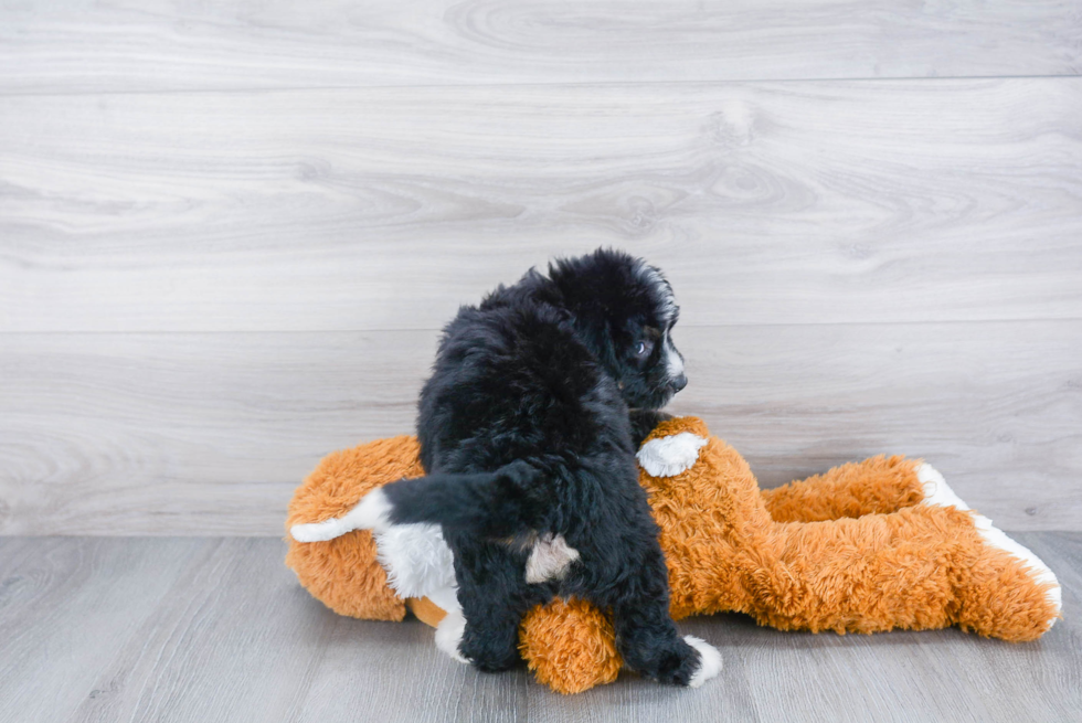 Energetic Bernadoodle Poodle Mix Puppy